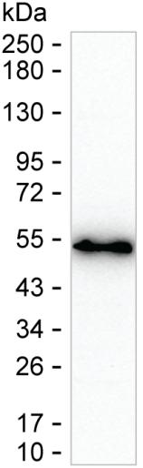 BASP1